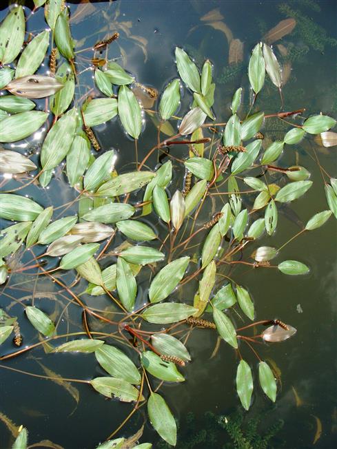 Potamogeton nodosus
